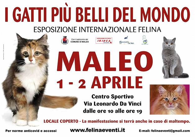 I gatti piu' belli del mondo - esposizione internazionale felina